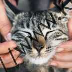 پژوهشی جدید: اهلی کردن گربه‌ها آن‌ها را کوچک کرده است